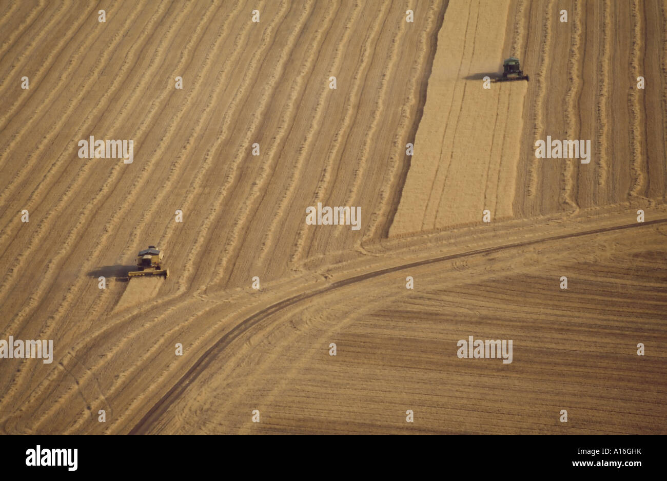 aerial view of two combine harvesters in wheat field Stock Photo - Alamy