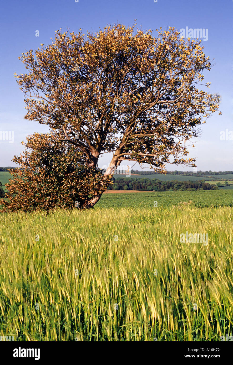 england home counties farmland hertfordshire Stock Photo Alamy