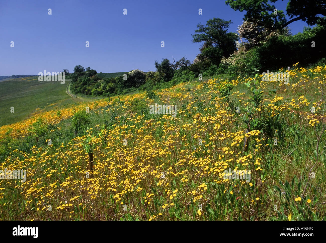 Long distance footpath kent hi-res stock photography and images - Alamy