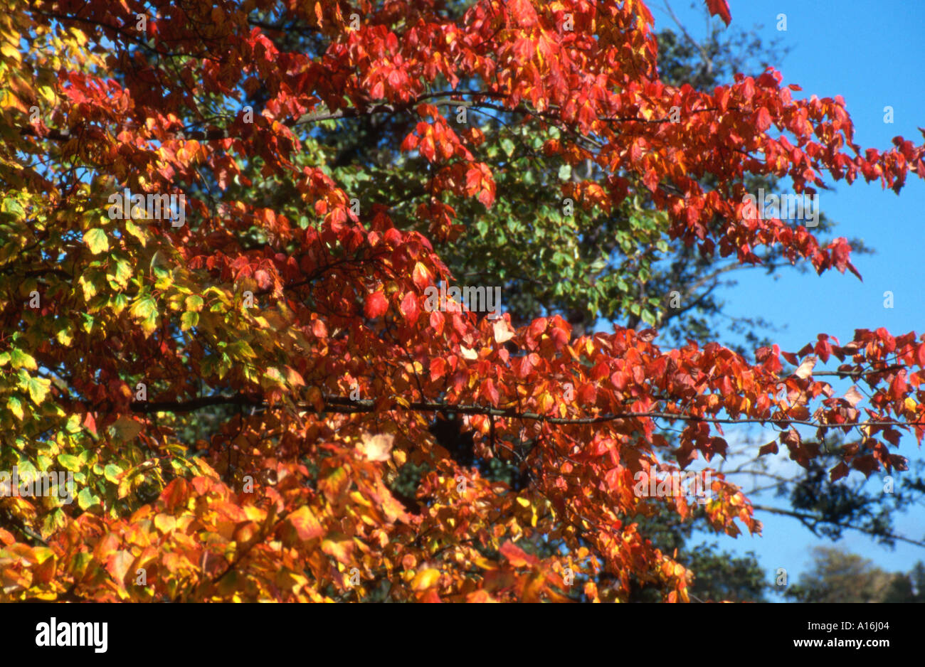 Autumn leaves UK Stock Photo