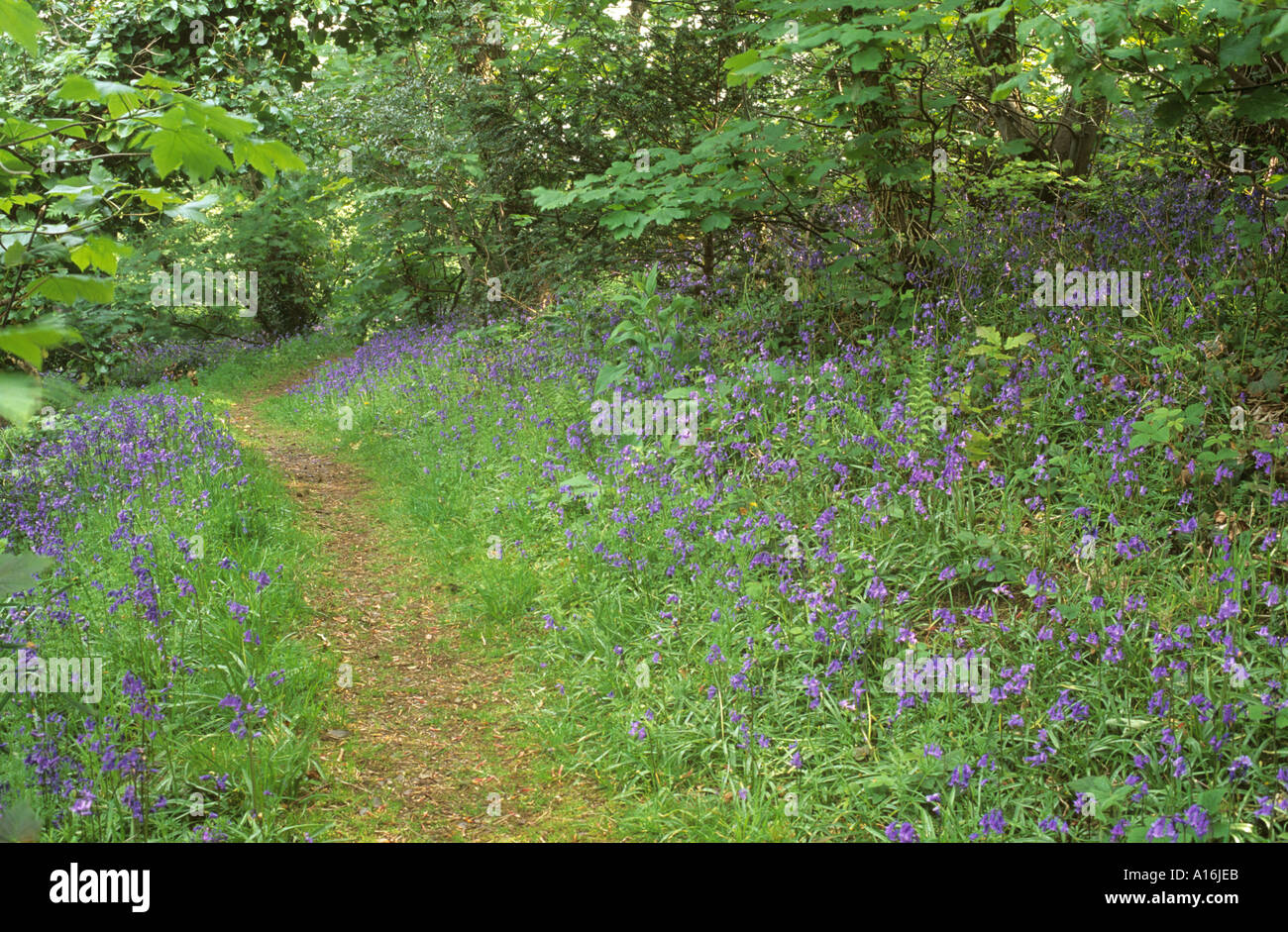 Bluebells beside a woodland path Stock Photo
