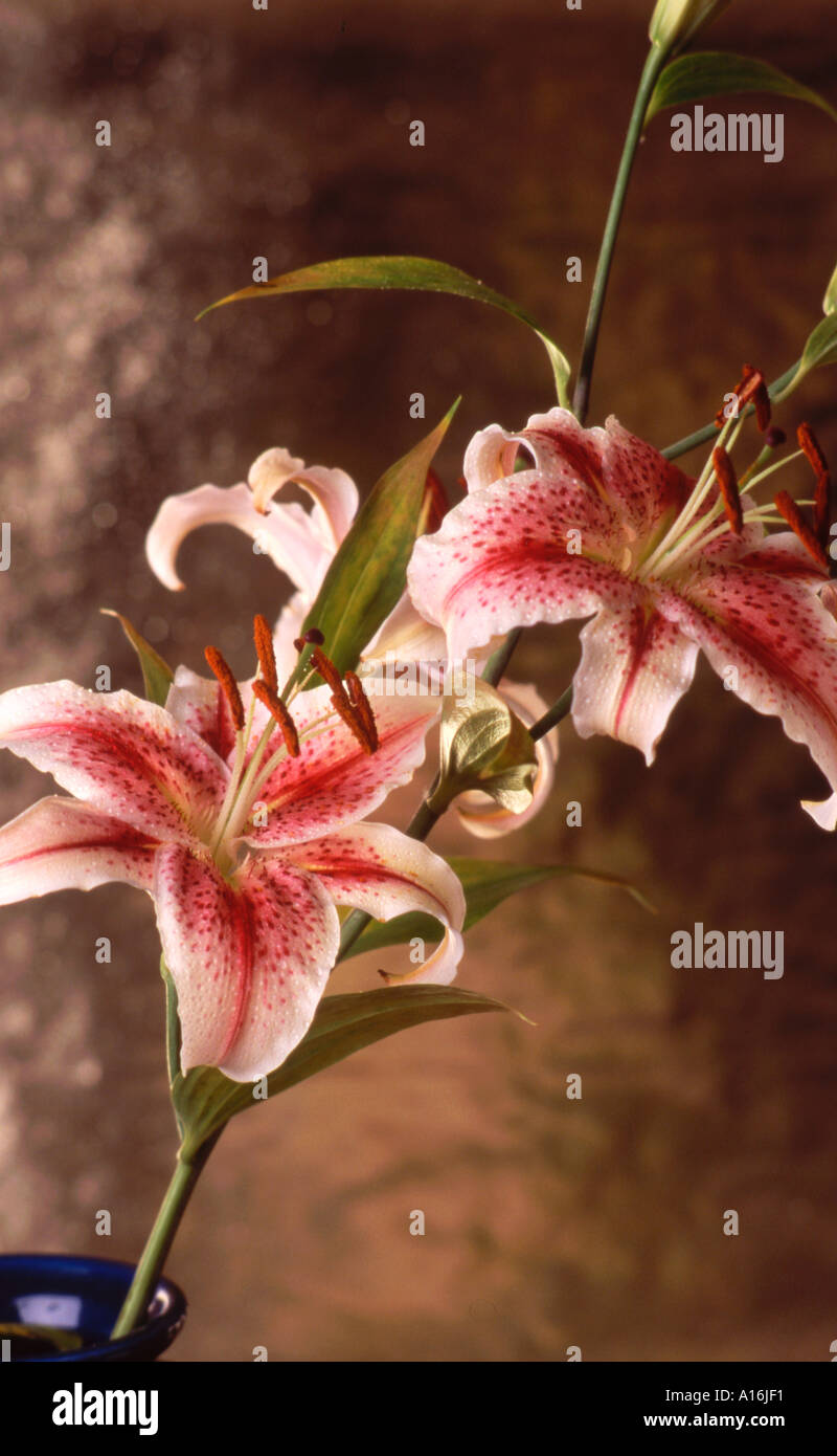Oriental Lily Stargazer - Lilium Stargazer Stock Photo