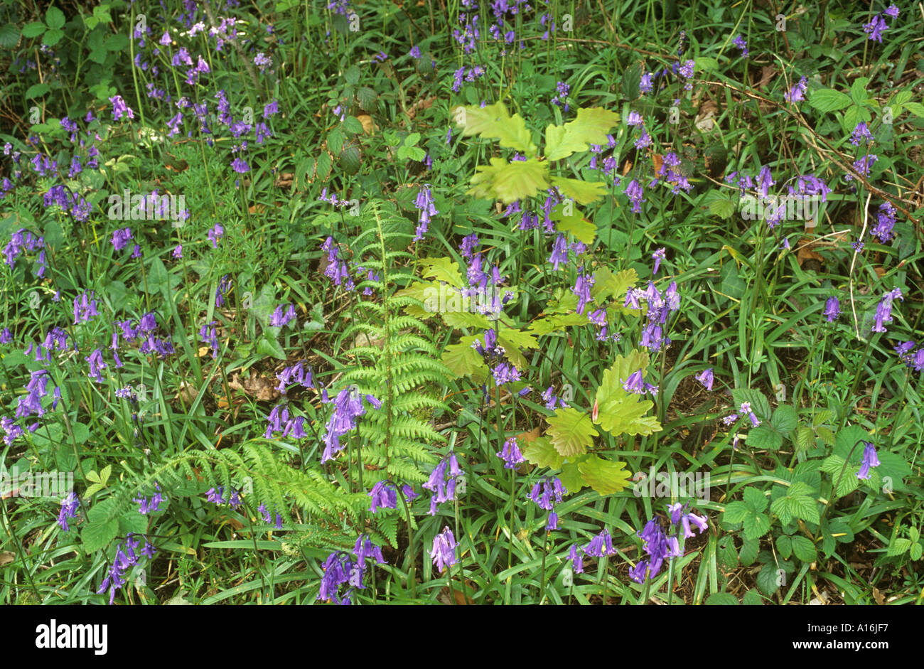 Fern and oak sapling among bluebells in a wood Stock Photo