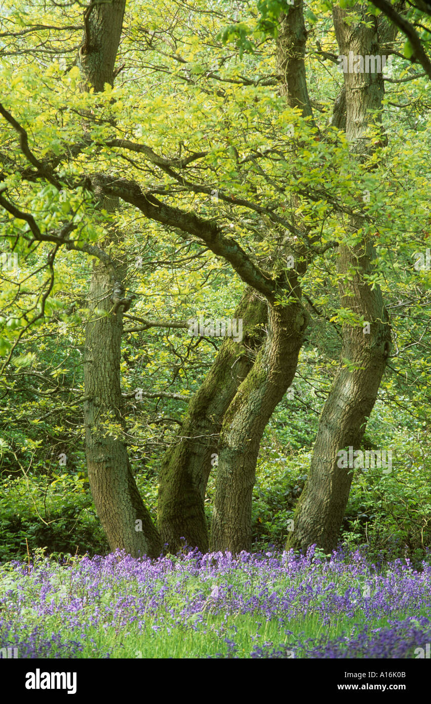 Bluebells and trees in an oak wood Stock Photo