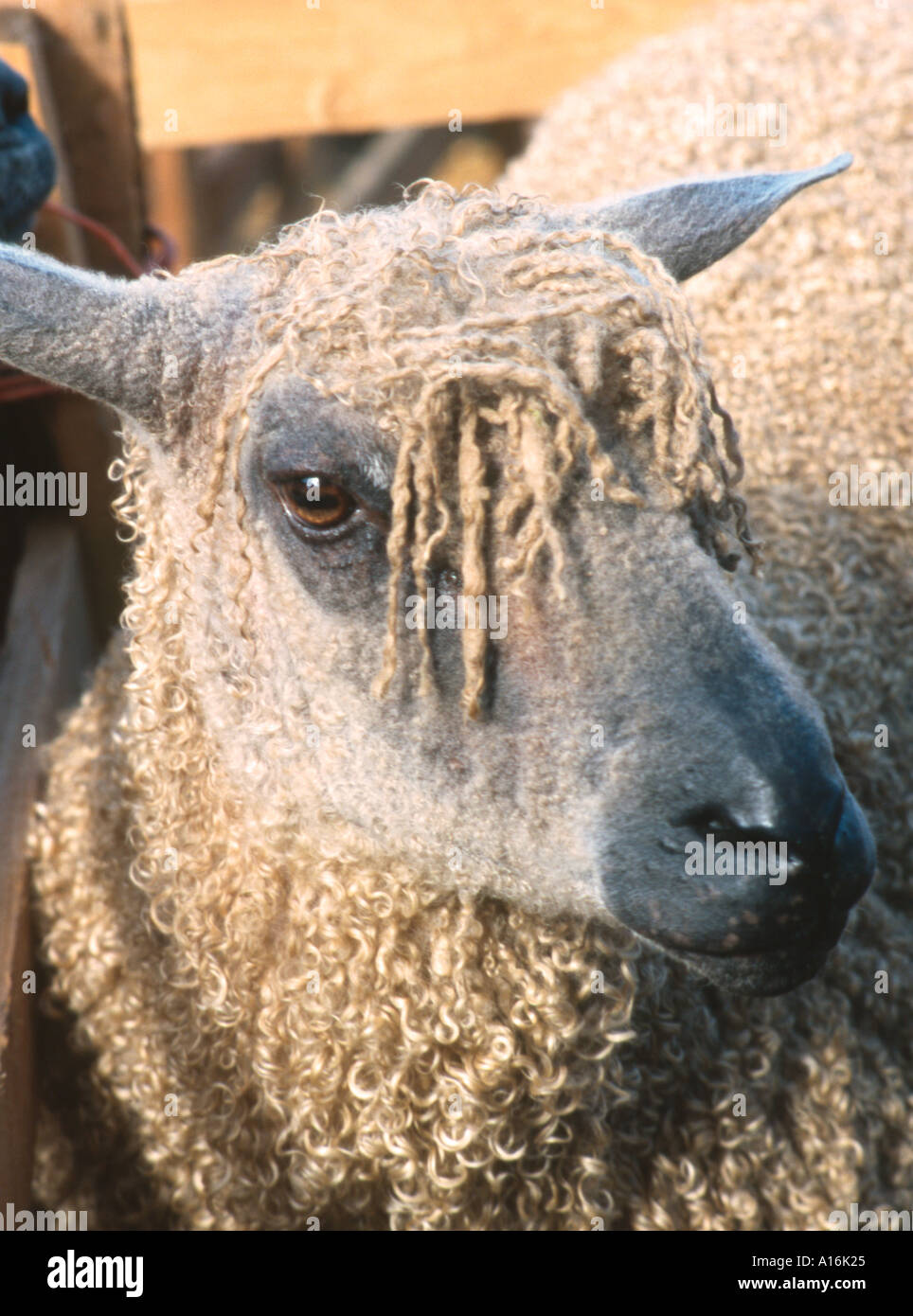 Portrait of Cotswold sheep breed Stock Photo