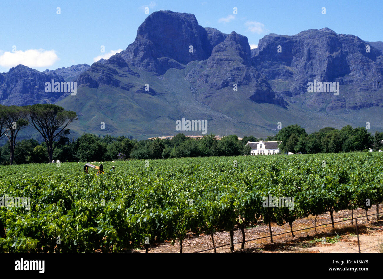 South Africa Estate Stellenbosch Wine Cape Farm Stock Photo