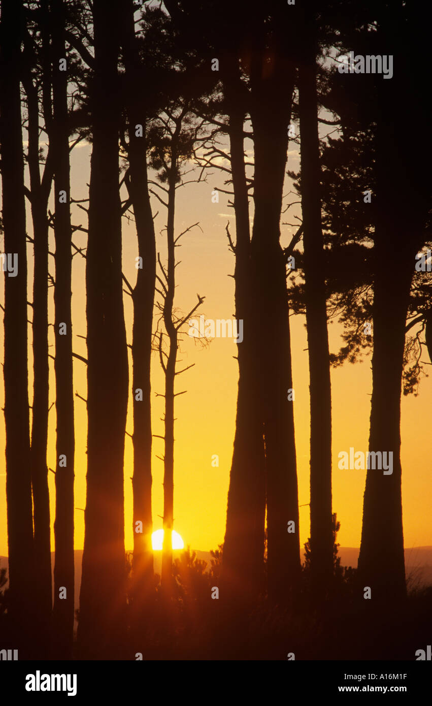 Sunset through trees at Bromlow Callow Stock Photo