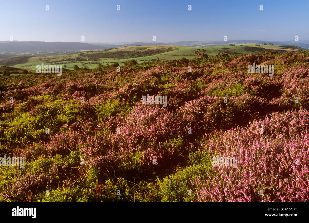 Purple heather and whinberries at the Stiperstones Stock Photo