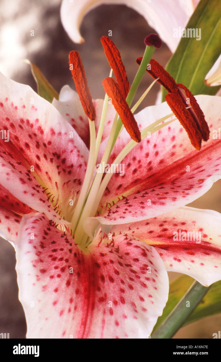 Stargazer lilies lilium flowers hires stock photography and images Alamy