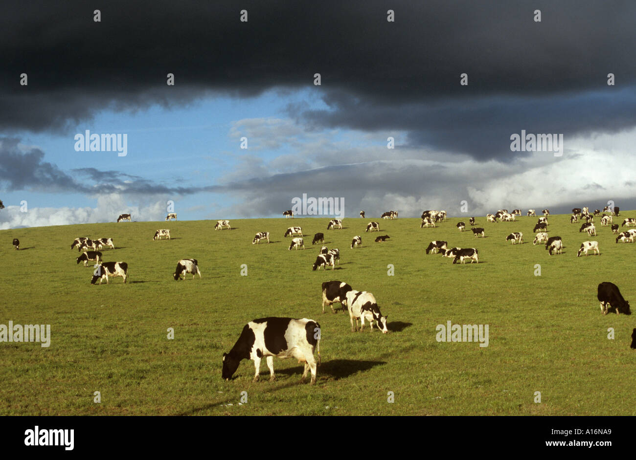 Dairy cows grazing in field with dramatic threatening sky Stock Photo