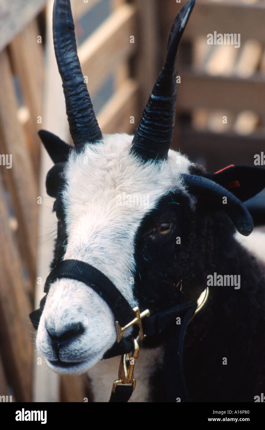 Portrait of Jacob sheep breed Stock Photo