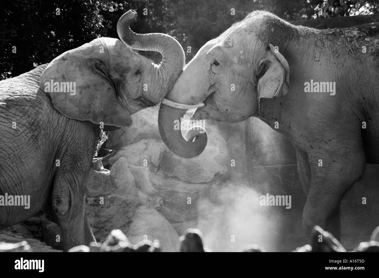 two elephants at Philadelphia Zoo in Pennsylvania facing each other trunk to trunk dust flying black white image Stock Photo