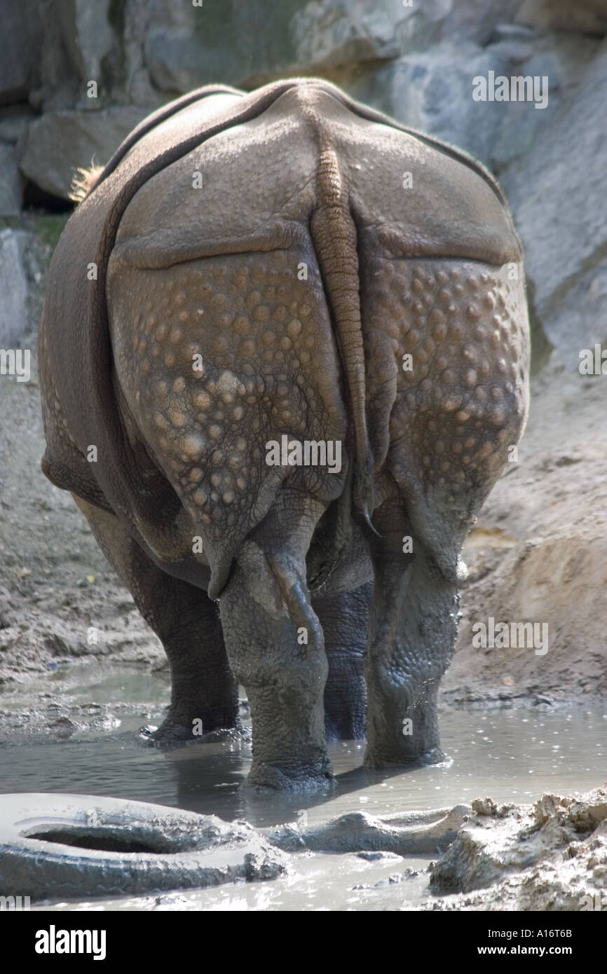 Rhinoceros from behind standing in puddle at the Philadelphia Zoo in Pennsylvania Stock Photo