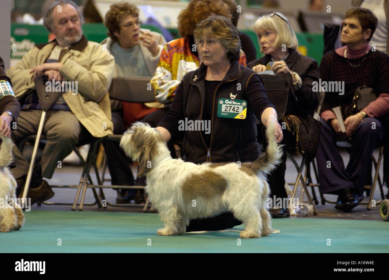 Crufts Dog Show 2005 where a Petit Basset Griffon Vendeen hound awaits judging in the ring Stock Photo