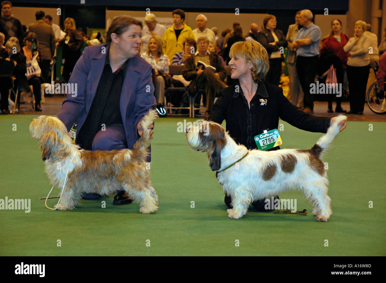 Crufts Dog Show 2005 where two Petit Basset Griffon Vendeen hounds await judging Stock Photo