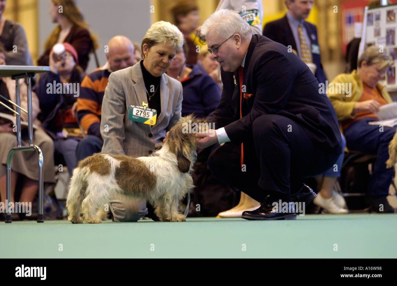 Crufts Dog Show 2005 where a Petit Basset Griffon Vendeen hound is being judged Stock Photo