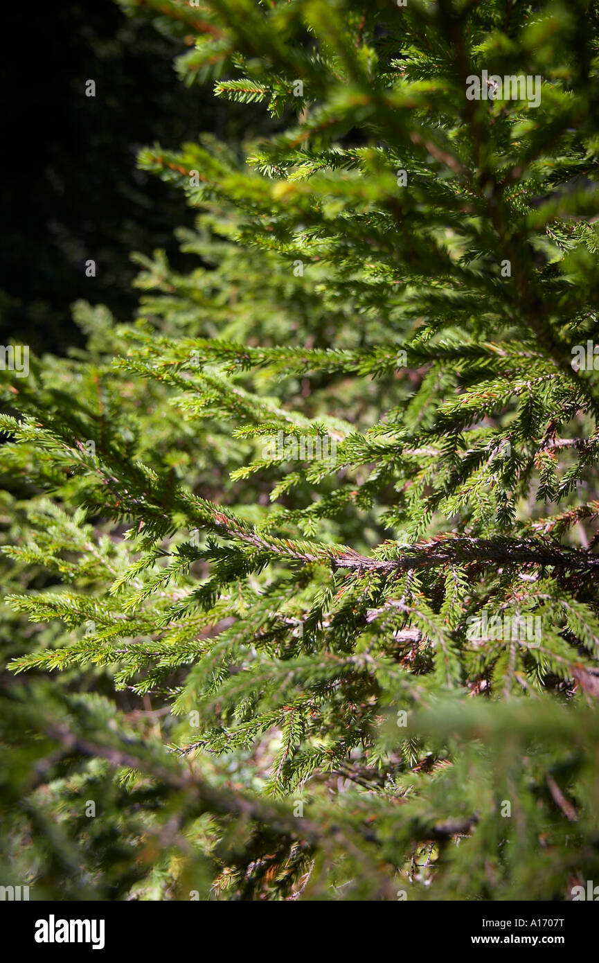 Young conifer tree hi-res stock photography and images - Alamy