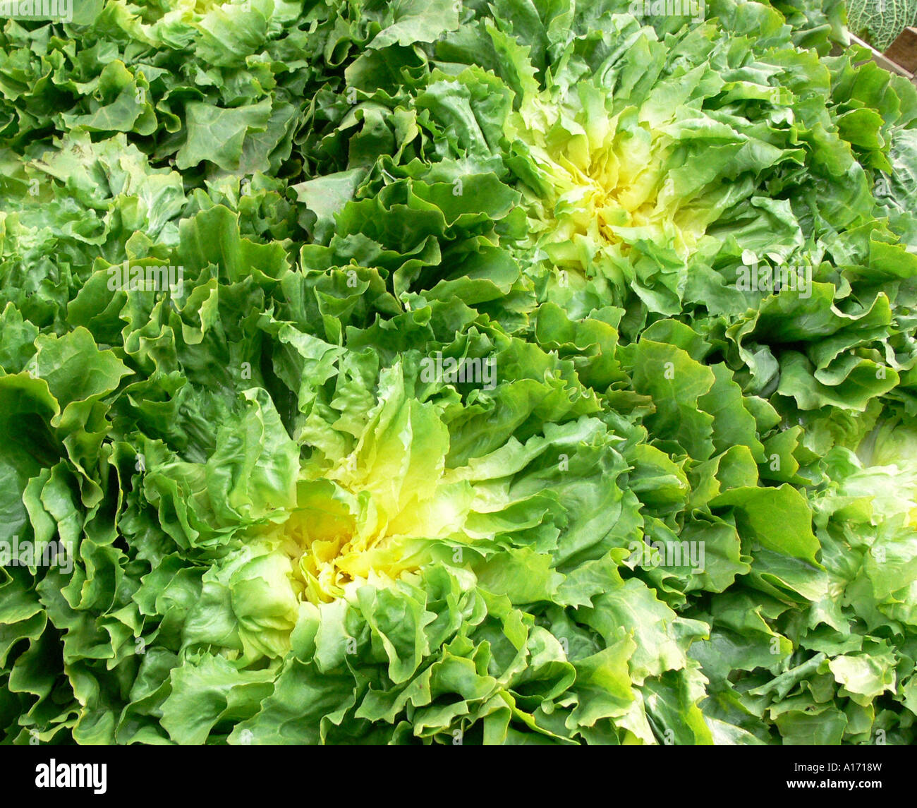 fresh salad Stock Photo