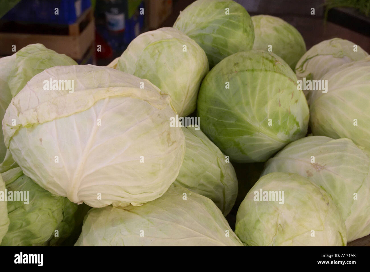 white cabbage heads Stock Photo Alamy