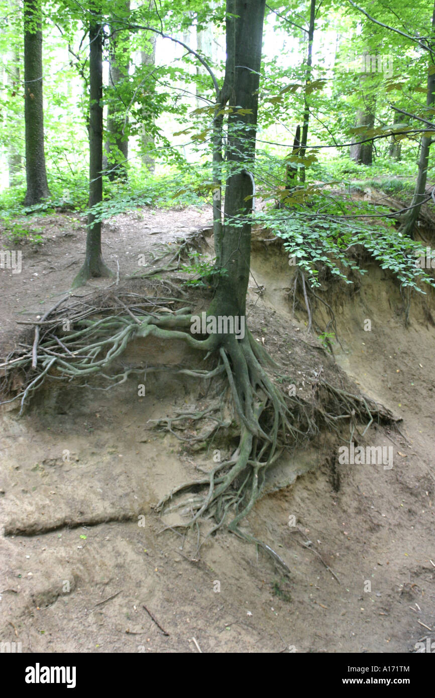 tree roots Stock Photo