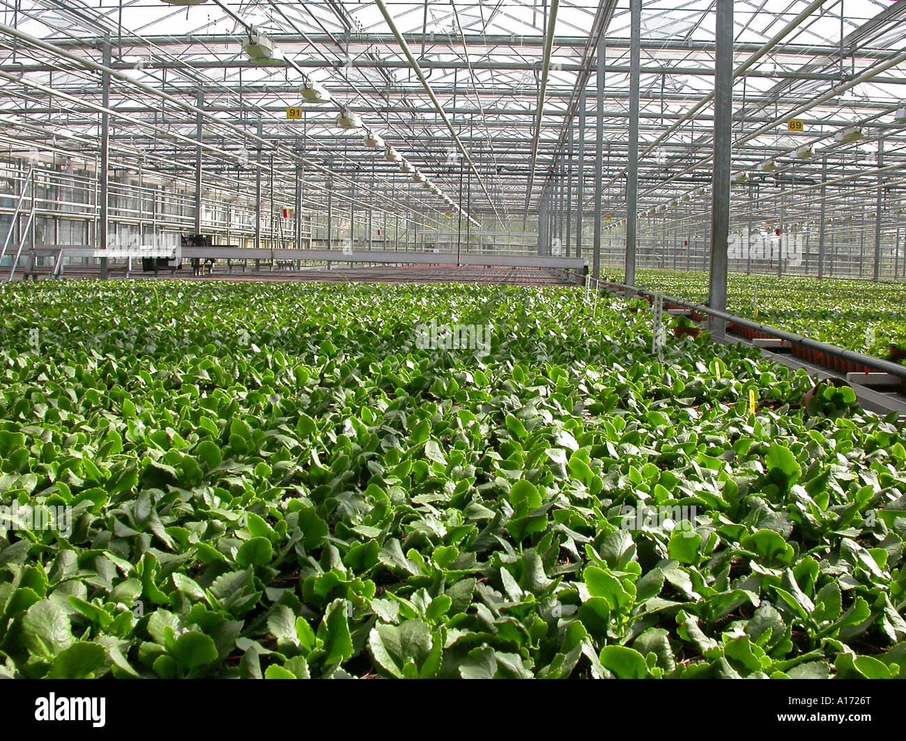 Buying greenhouses hi-res stock photography and images - Alamy