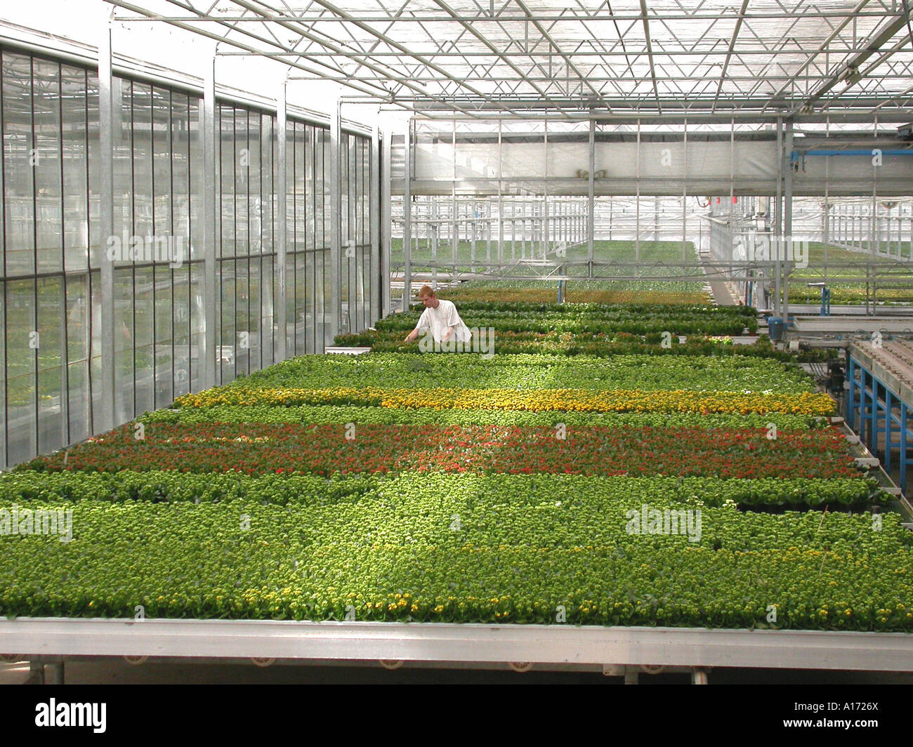 Buying greenhouses hi-res stock photography and images - Alamy