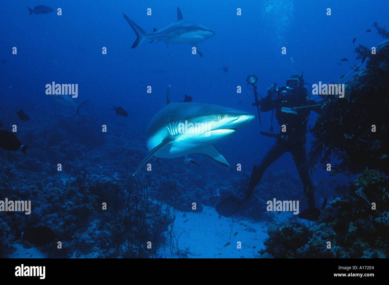 Grey Reef Sharks and diver Carcharhinus amblyrhynchos sometimes called Shortnose Blacktail Shark Carcharhinus wheeleri Stock Photo