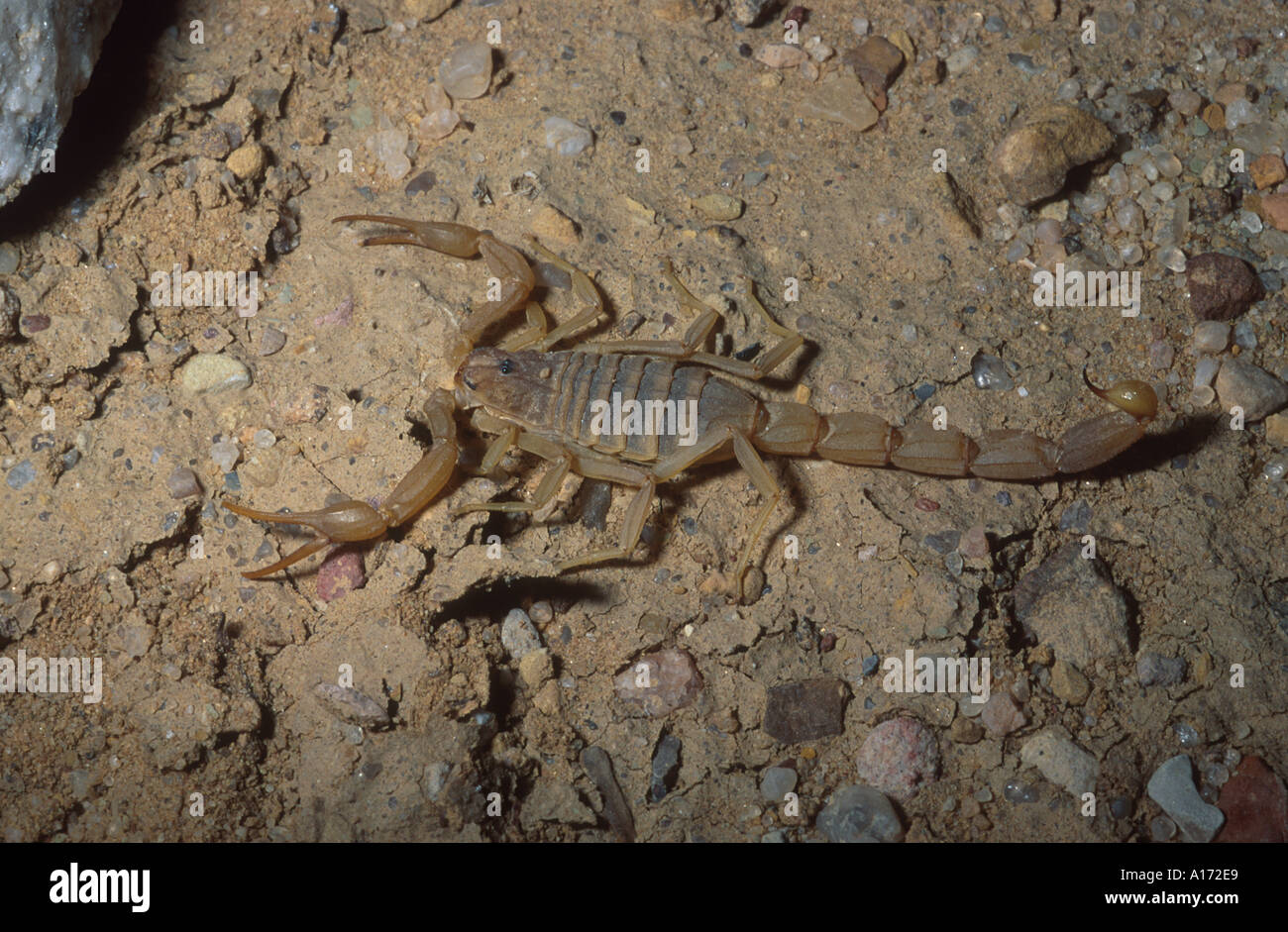 Scorpion Scorpionida Sp Bani Hosheish Yemen Stock Photo