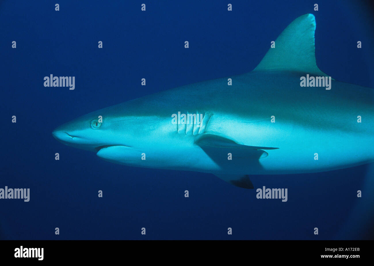 Grey Reef Shark Carcharhinus amblyrhynchos sometimes called Shortnose Blacktail Shark Carcharhinus wheeleri Stock Photo