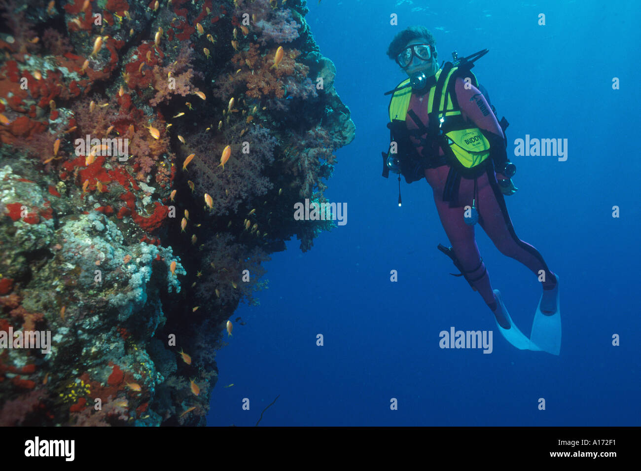 Babs Jackson diving on the west face of Sanganeb Reef Sudanese Red Sea Subject was 51 years old at the time Stock Photo