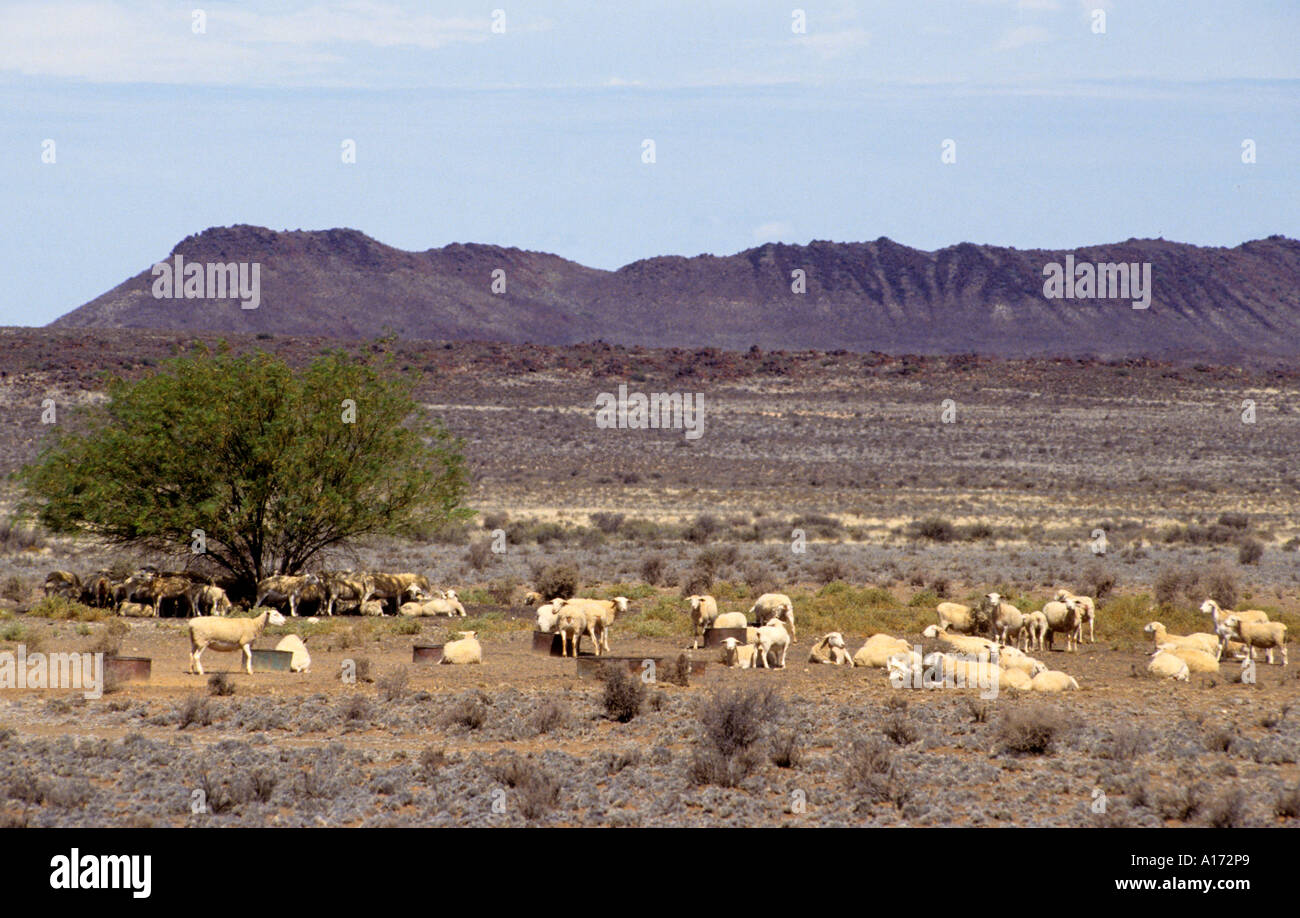 South Africa African Karoo Desert sheep farm stock Stock Photo 5808360