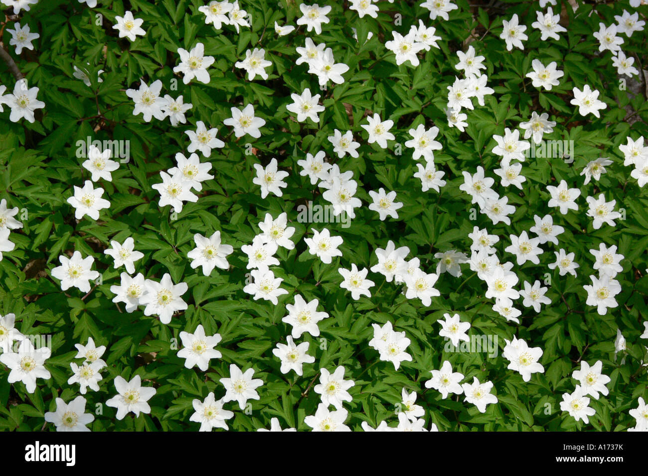 carpet of flowers Stock Photo Alamy