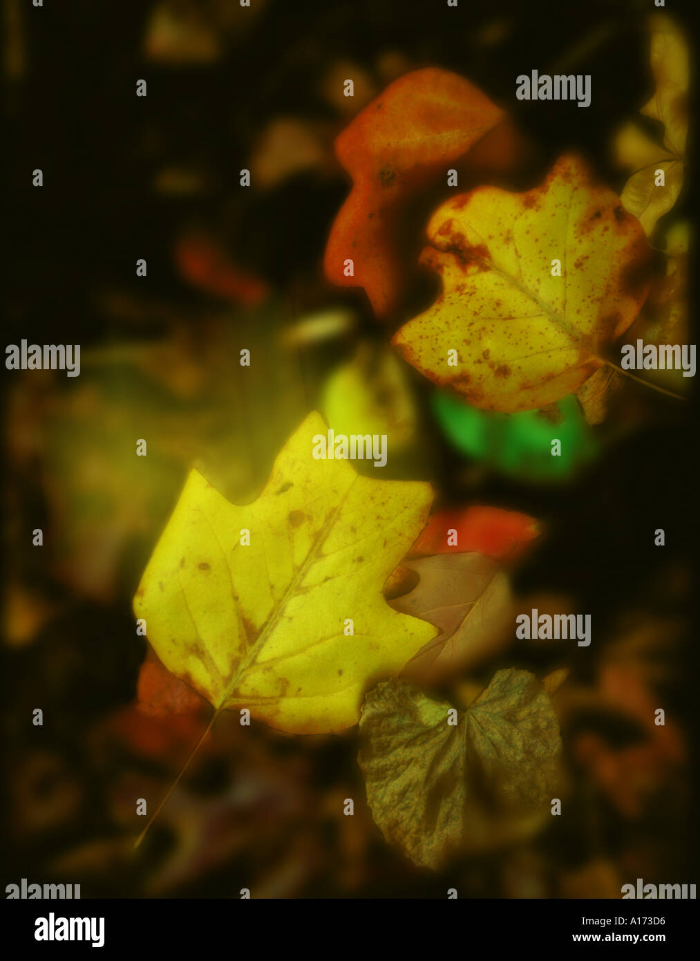Autumn leaves on ground Stock Photo - Alamy