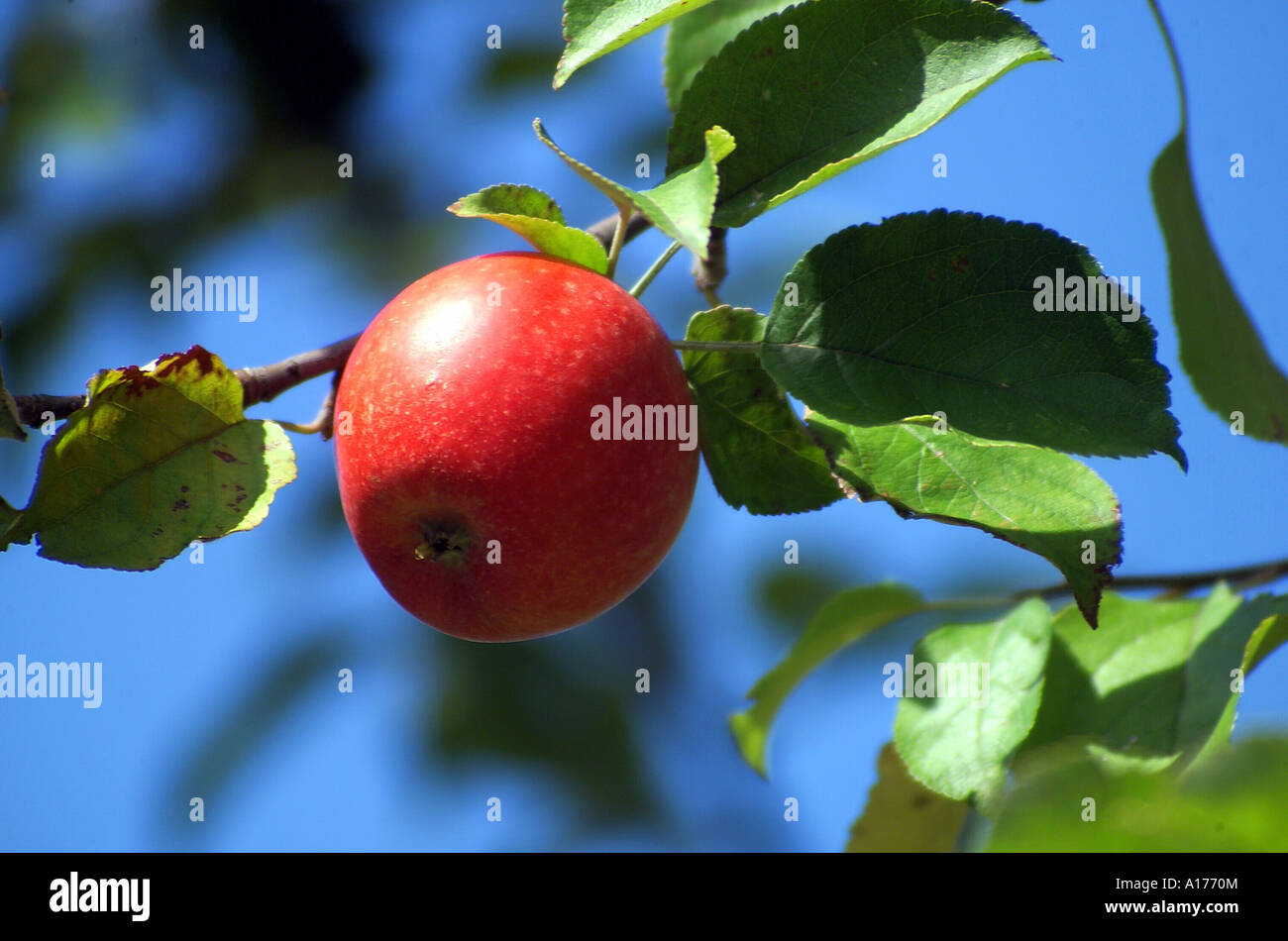 Apple on an apple tree Stock Photo