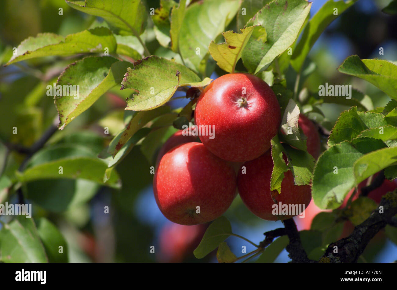 Apple on an apple tree Stock Photo