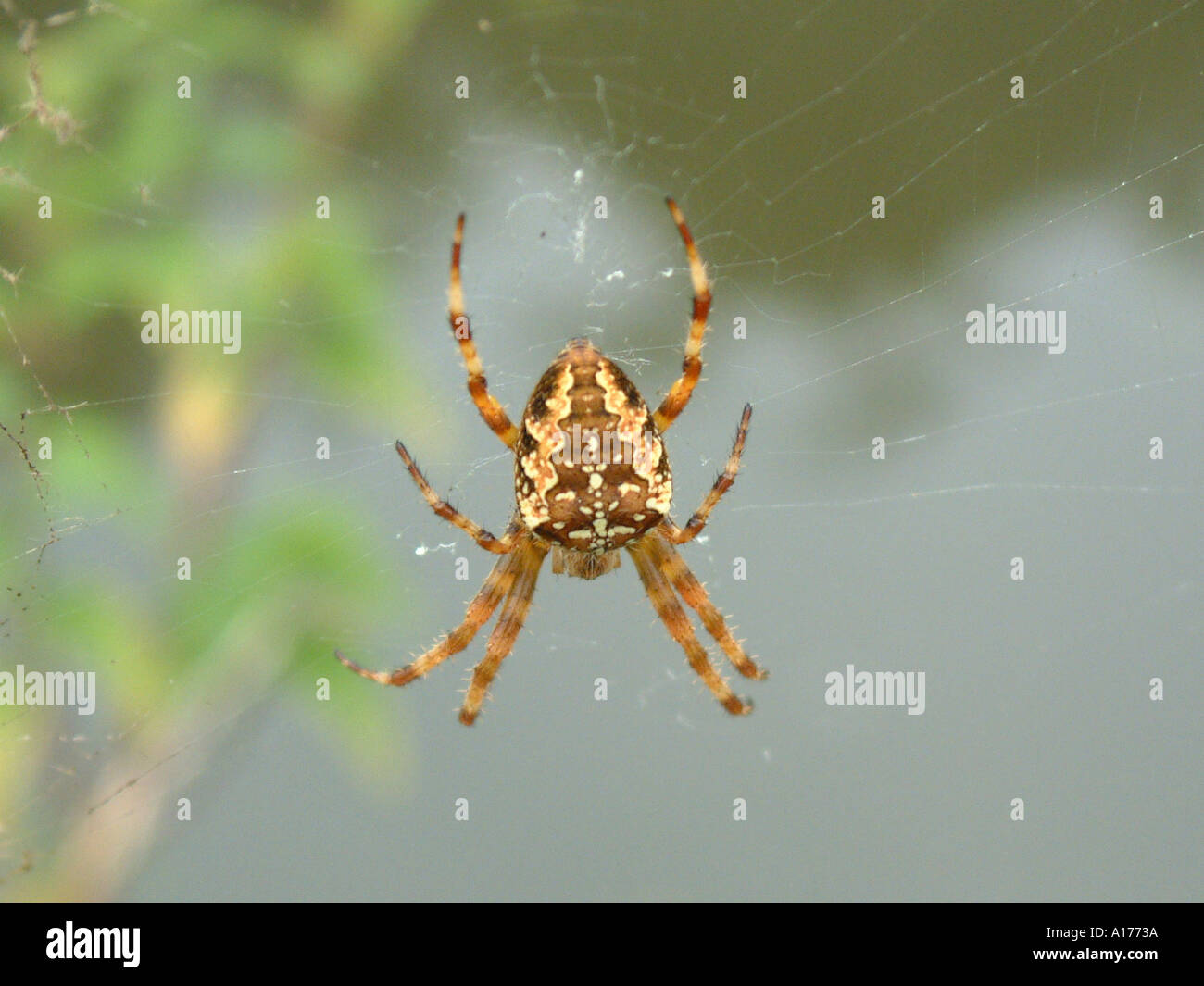 Garden Spider Araneus diadematus at the centre of its web Stock Photo ...