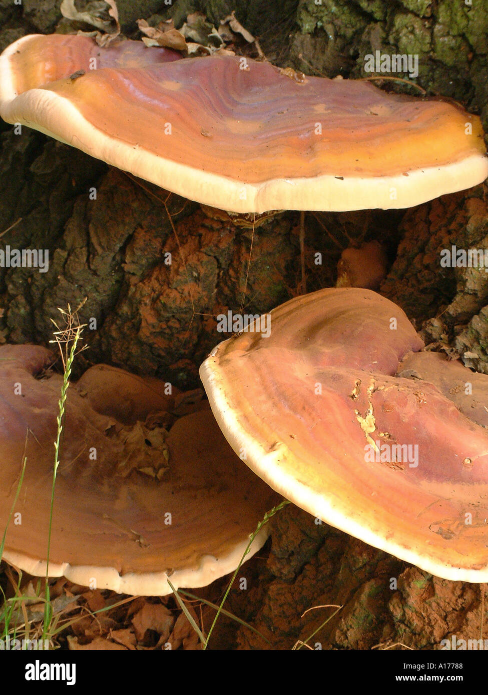 Oak tree fungus disease hires stock photography and images Alamy
