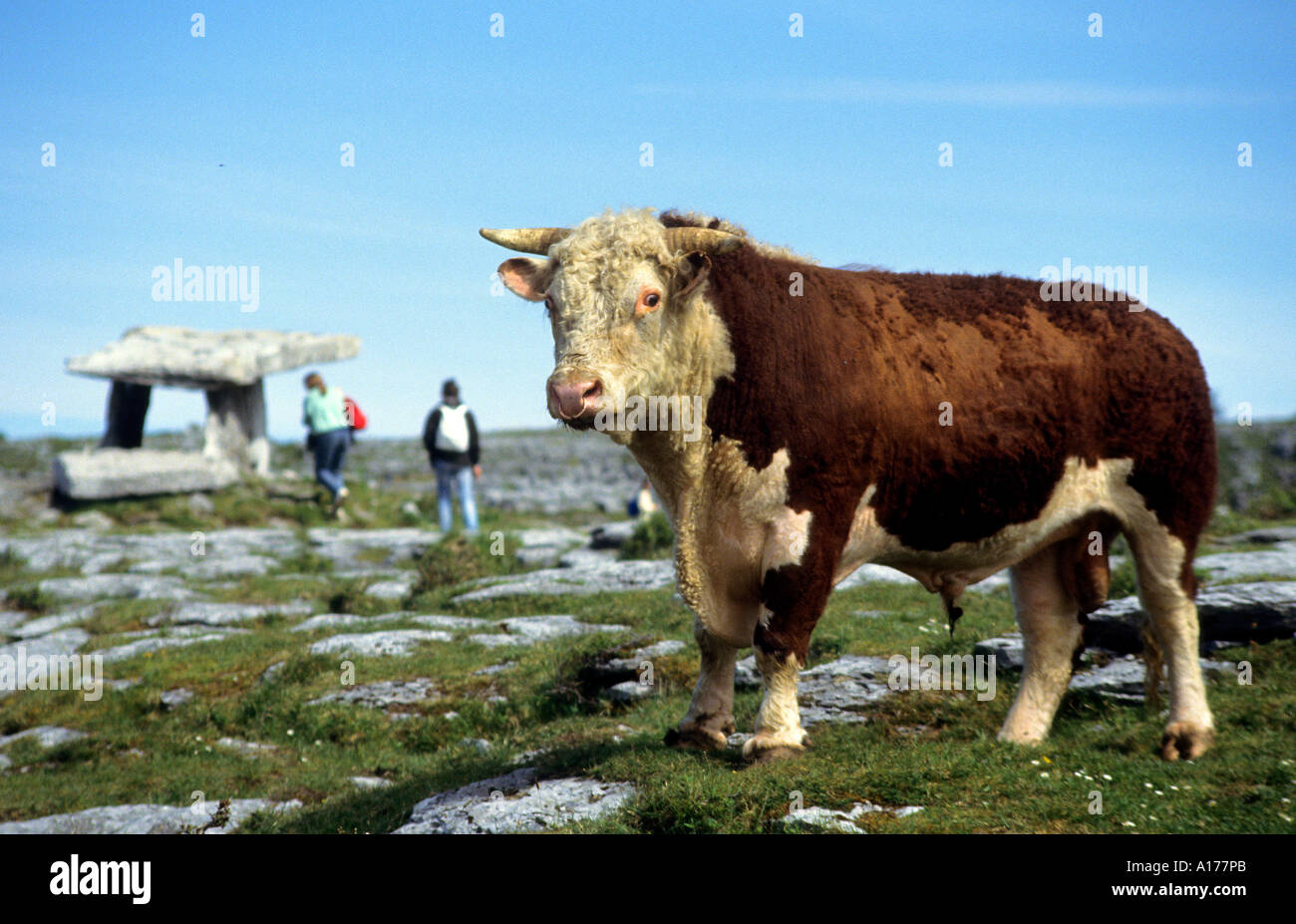 Irish bull hi-res stock photography and images - Alamy, image size:1300x927