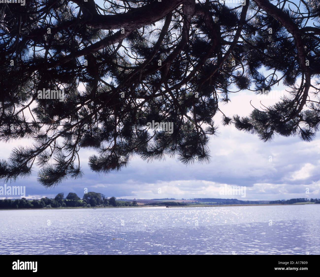 Overhanging tree silhouette hi-res stock photography and images - Alamy