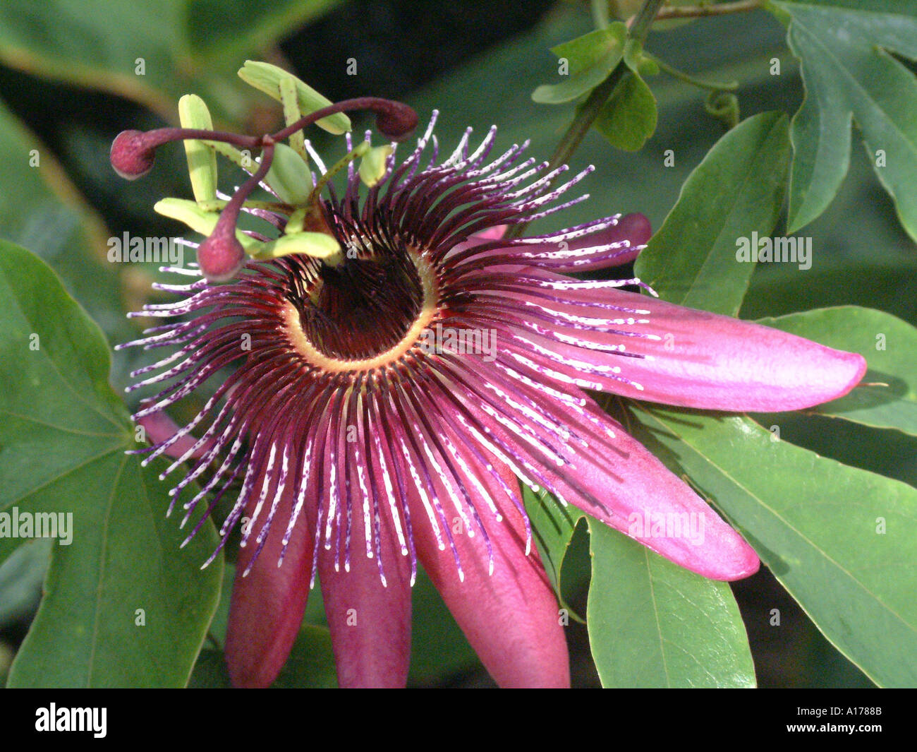 Passiflora x violacea Violet coloured passion flower Stock Photo