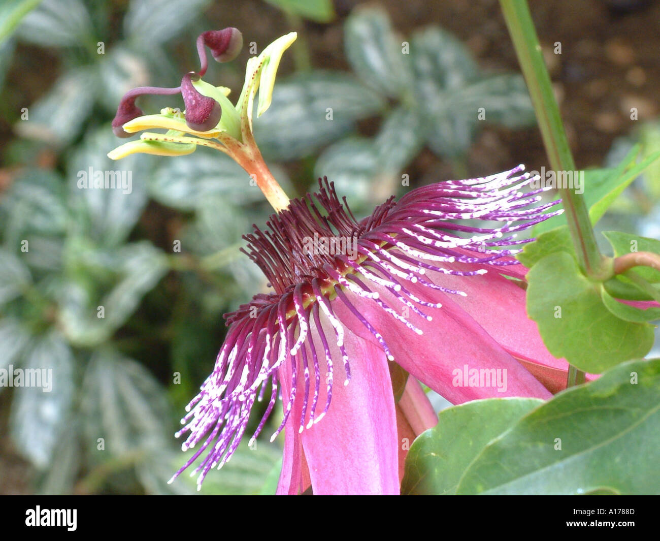 Passiflora x violacea Violet coloured passion flower side view Stock Photo