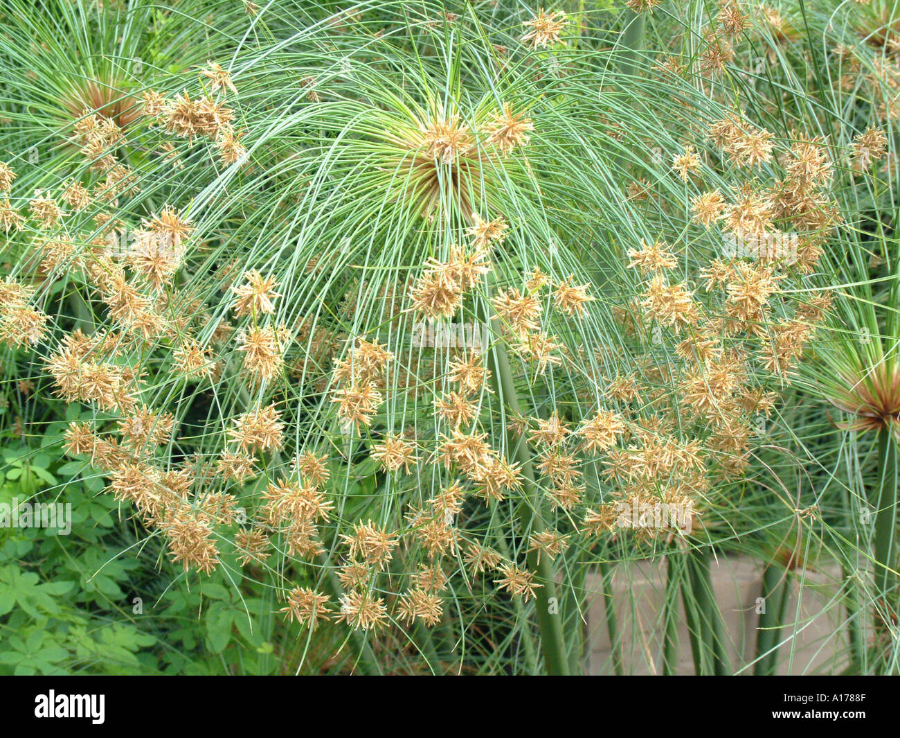 Papyrus reeds hires stock photography and images Alamy