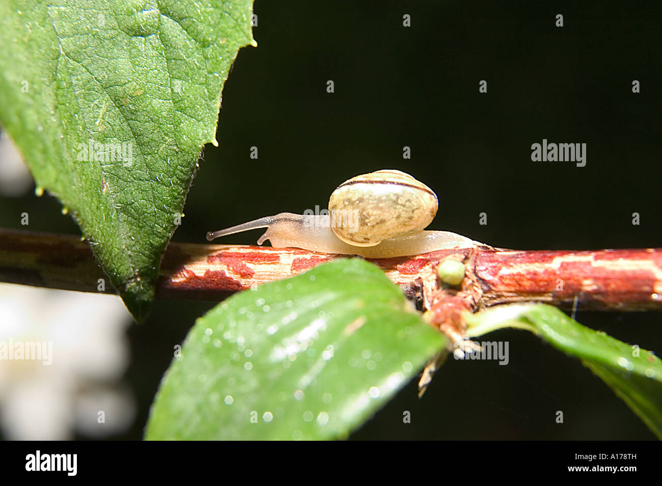snail;escargot;worm;worm conveyor screw Stock Photo Alamy