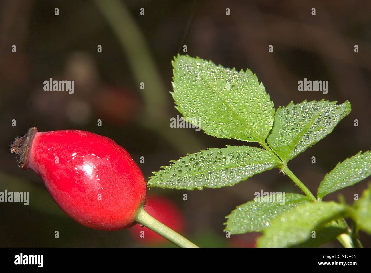 Rose hip teas hi-res stock photography and images - Alamy