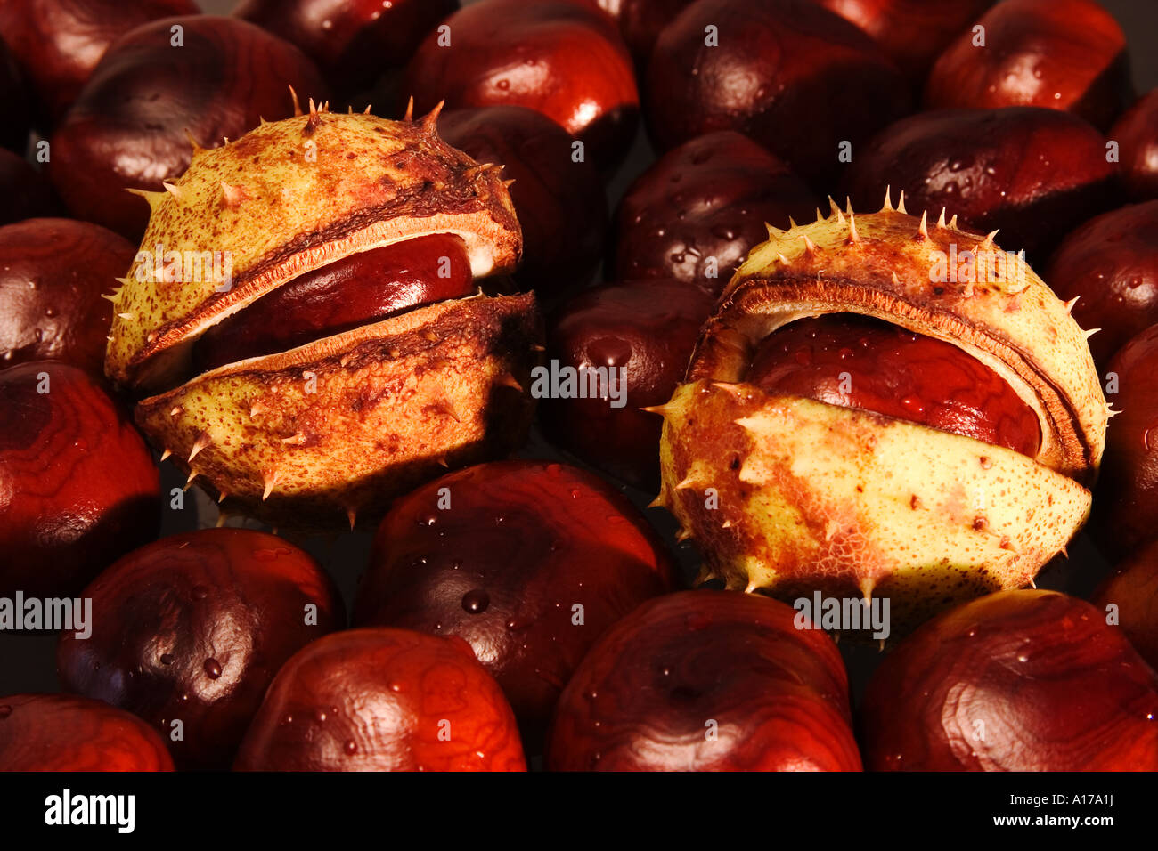 chestnuts Stock Photo