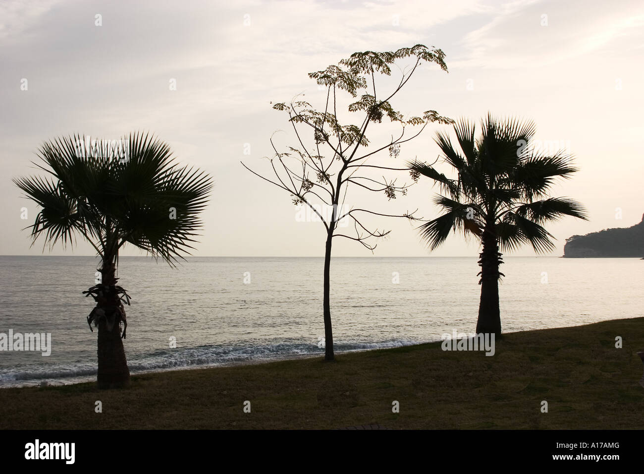 Palm tree in black white hi-res stock photography and images - Alamy