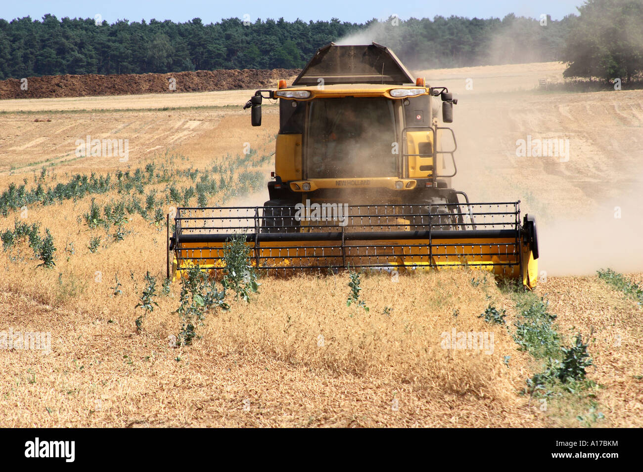 Combine harvester corn field hi-res stock photography and images - Alamy