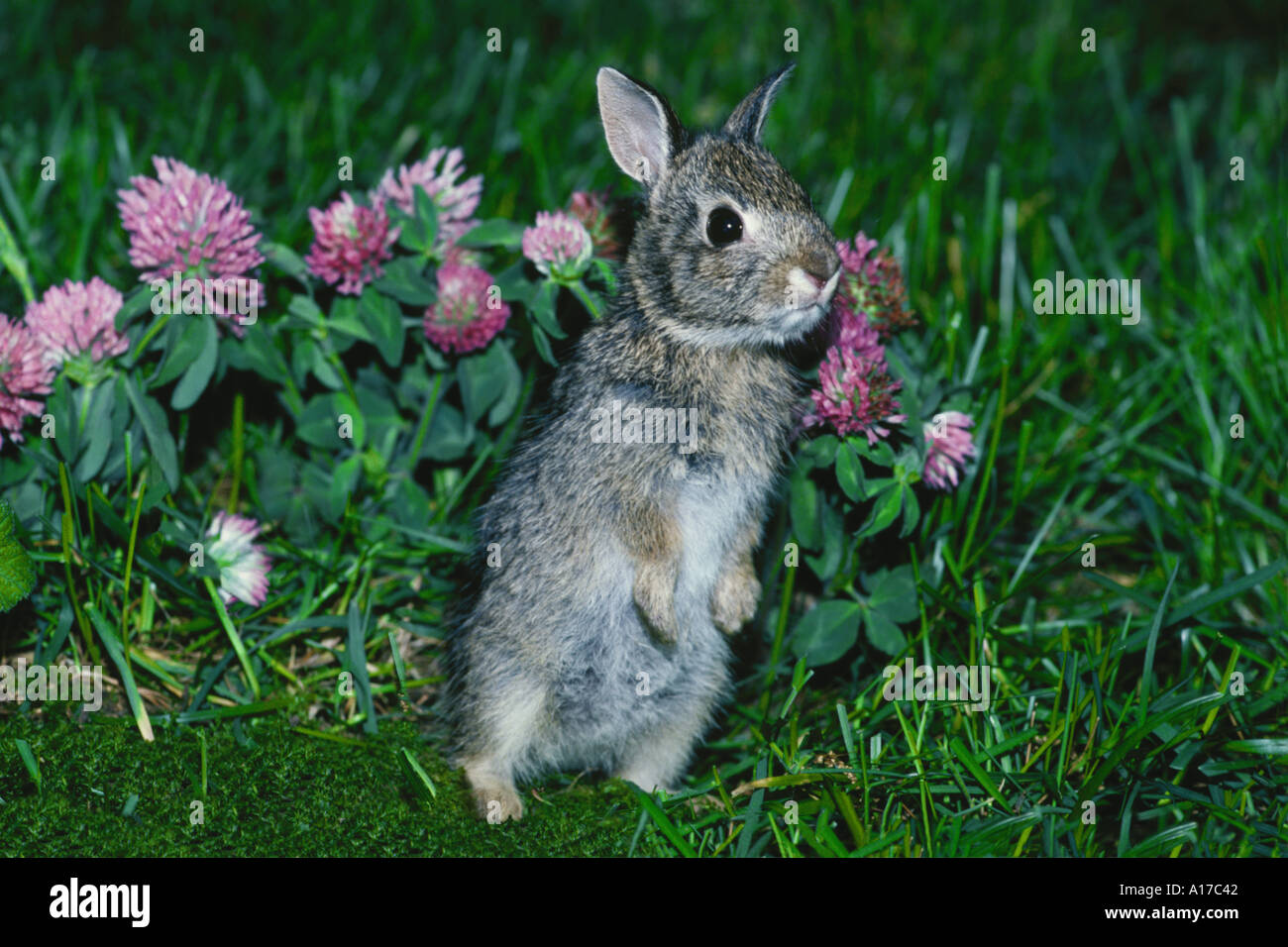 Rabbit standing on hind legs hi-res stock photography and images - Alamy