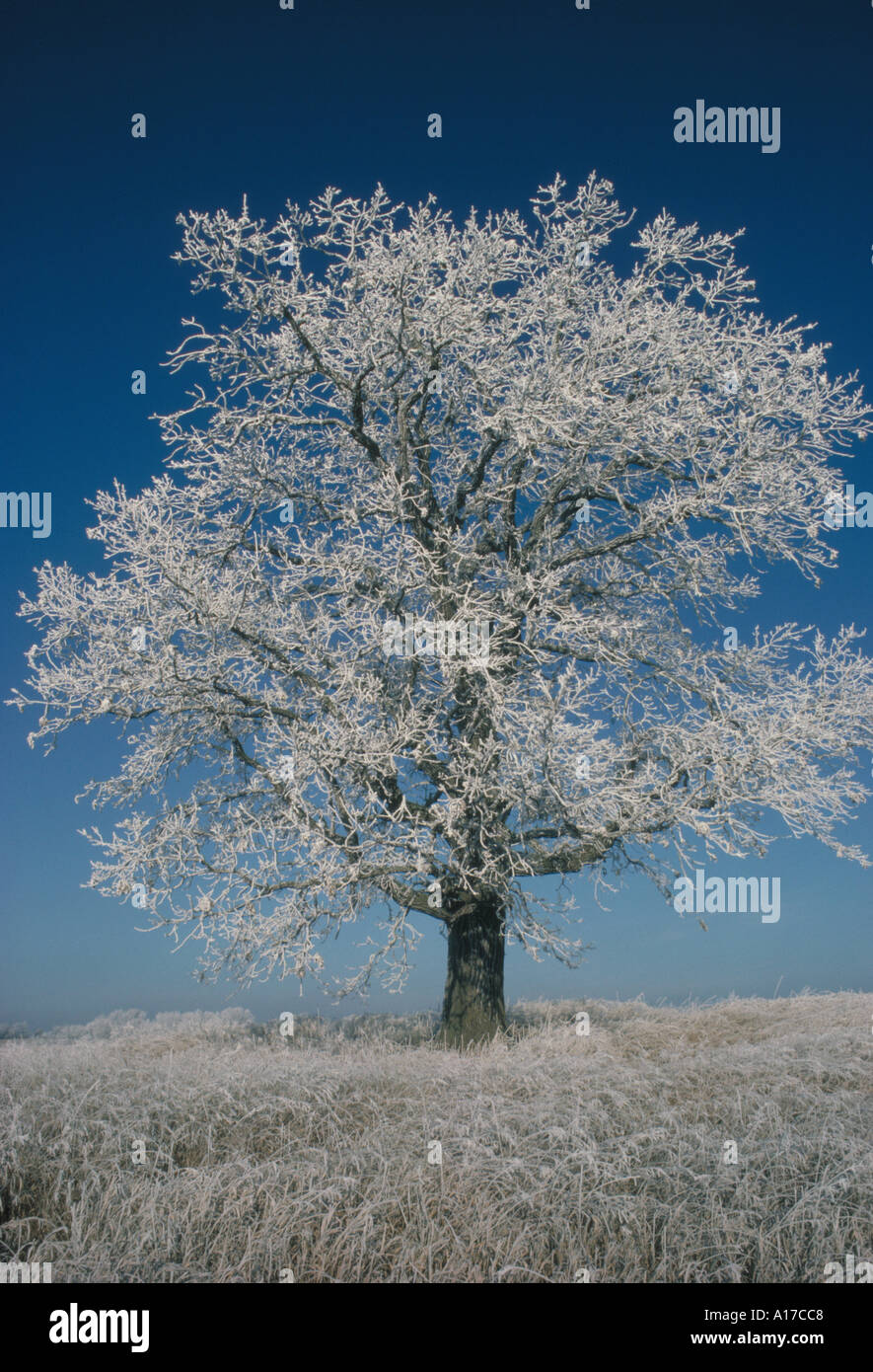 Rime frosted oak tree Carver Park Nature Reserve MN Stock Photo - Alamy