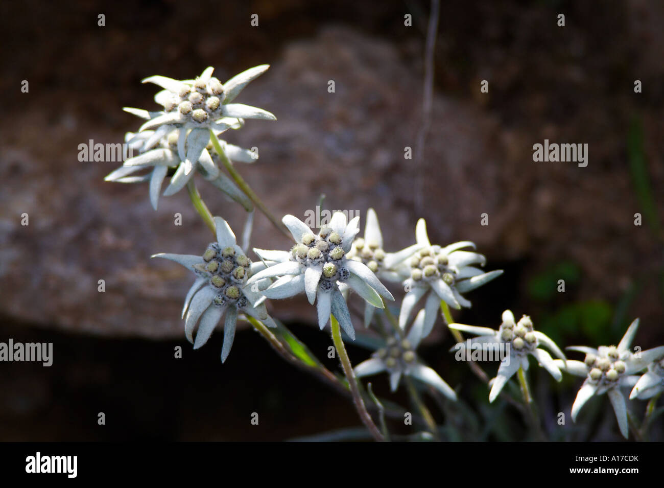 Edelweiss (Leontopodium alpinum) Stock Photo